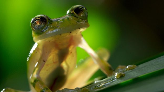 Planet Earth II'den erkek kurbağa.