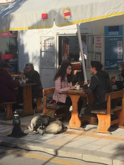 Bu da yolun karşısında, Aslı'yla Ateş'in masasının altında, kabloların üzerinde rahat rahat keyfine bakan bir figüran.