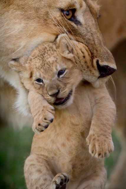 Dynasties’de her bir tür belirli bir coğrafyayı, mücadeleyi ve karakteri temsil ediyor. Seçilen hayvan türlerinin hepsinin nesli tehlike altında.